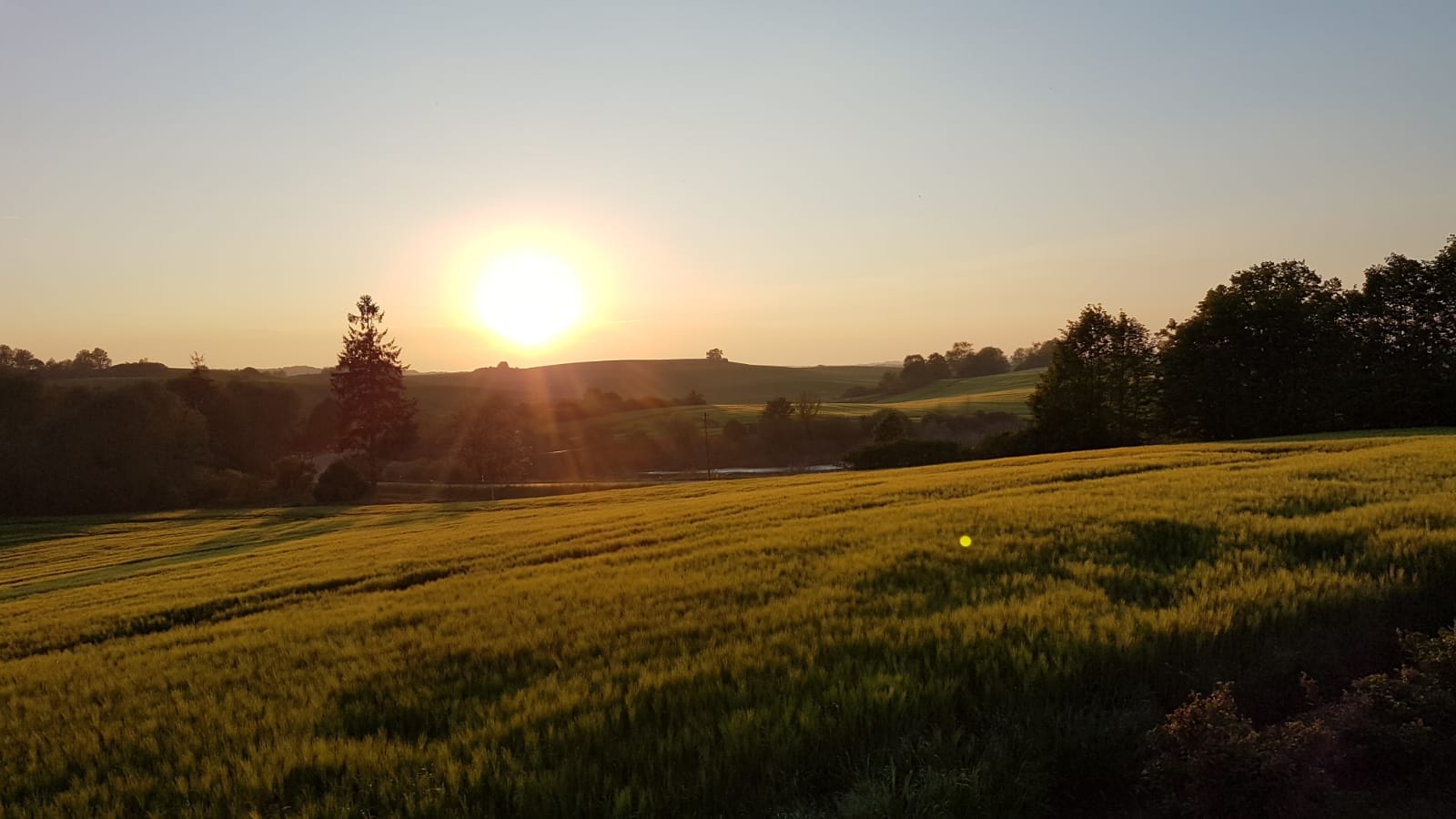 Field of Wheat ready to harvest.